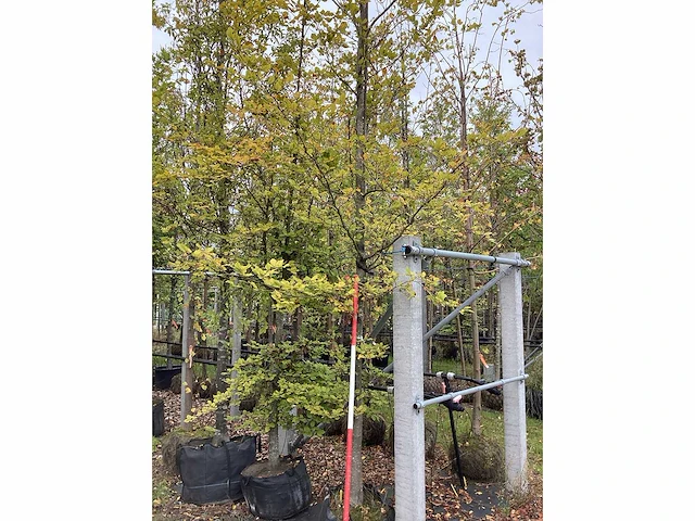 Groene beuk - sierboom - afbeelding 3 van  3
