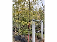 Groene beuk - sierboom - afbeelding 3 van  3