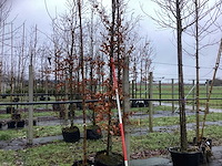 Groene beuk - vormboom - afbeelding 1 van  3