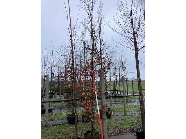 Groene beuk - vormboom - afbeelding 2 van  3