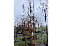 Groene beuk - vormboom - afbeelding 2 van  3
