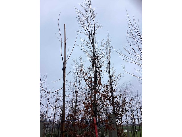 Groene beuk - vormboom - afbeelding 3 van  3