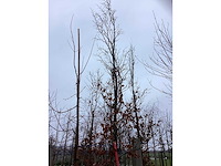 Groene beuk - vormboom - afbeelding 3 van  3