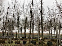 Groene beuk - vormboom - afbeelding 1 van  3