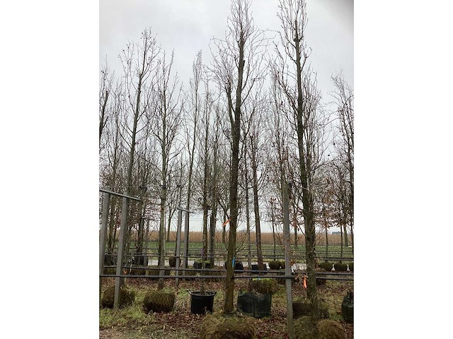 Groene beuk - vormboom - afbeelding 2 van  3