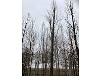 Groene beuk - vormboom - afbeelding 3 van  3