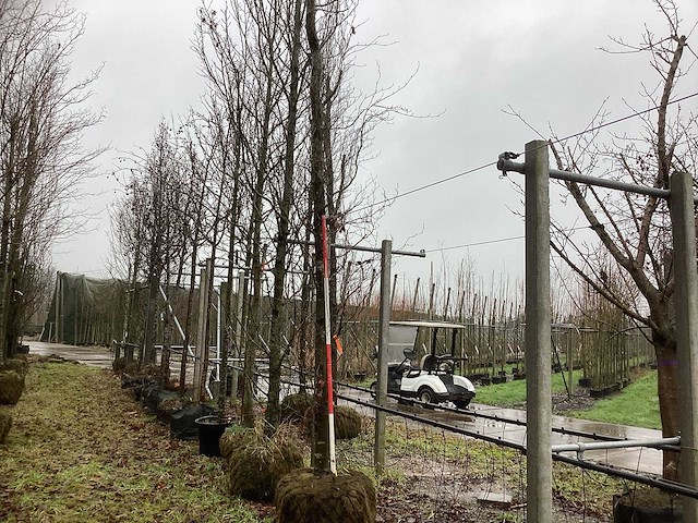 Groene beuk - vormboom - afbeelding 1 van  3