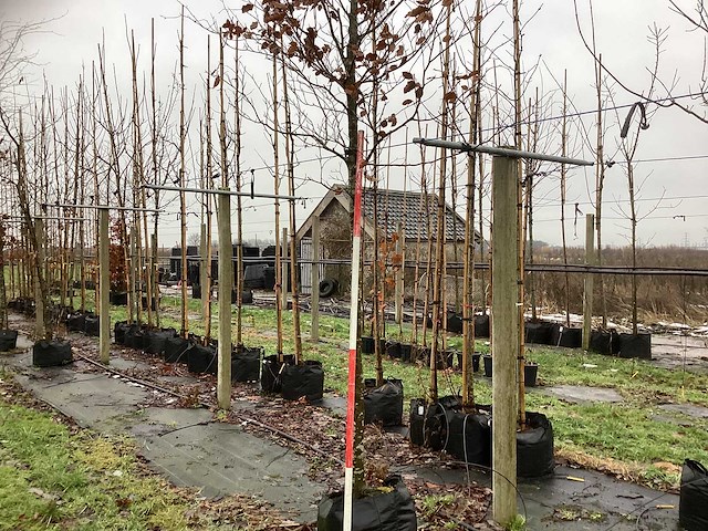 Groene beuk - vormboom - afbeelding 1 van  3