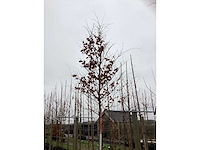 Groene beuk - vormboom - afbeelding 3 van  3