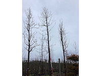 Groene beuk - vormboom - afbeelding 1 van  3