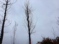 Groene beuk - vormboom - afbeelding 2 van  3