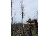 Groene beuk - vormboom - afbeelding 3 van  3