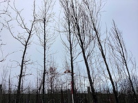 Groene beuk - vormboom - afbeelding 1 van  3