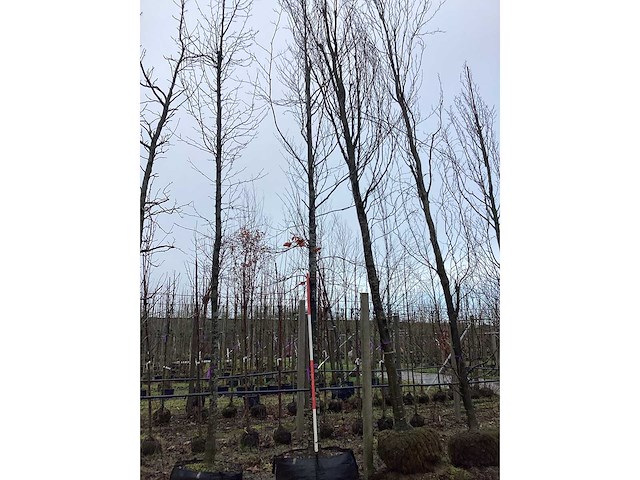 Groene beuk - vormboom - afbeelding 2 van  3