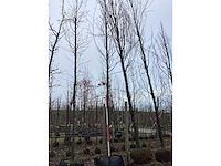 Groene beuk - vormboom - afbeelding 2 van  3