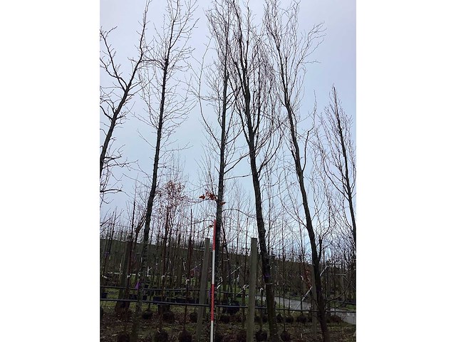 Groene beuk - vormboom - afbeelding 3 van  3