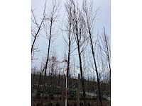 Groene beuk - vormboom - afbeelding 3 van  3