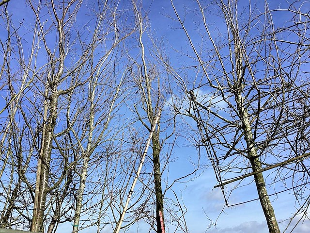 Groene beuk - vormboom - afbeelding 1 van  2