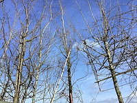 Groene beuk - vormboom - afbeelding 1 van  2