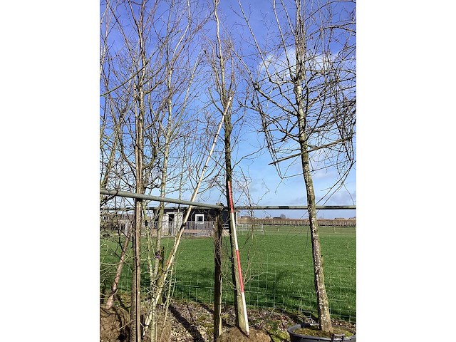 Groene beuk - vormboom - afbeelding 2 van  2