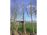 Groene beuk - vormboom - afbeelding 2 van  2