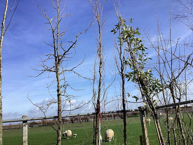 Groene beuk - vormboom - afbeelding 1 van  2