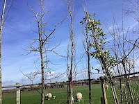 Groene beuk - vormboom