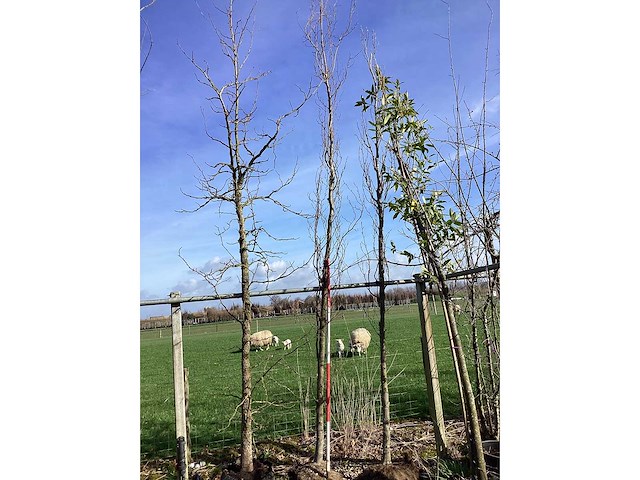 Groene beuk - vormboom - afbeelding 2 van  2