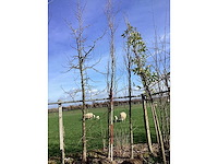 Groene beuk - vormboom - afbeelding 2 van  2