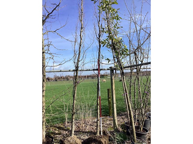 Groene beuk - vormboom - afbeelding 1 van  2