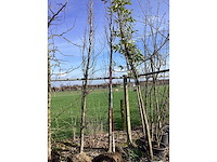 Groene beuk - vormboom - afbeelding 2 van  2