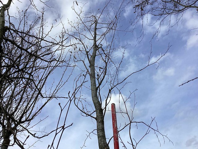 Groene beuk - vormboom - afbeelding 1 van  3