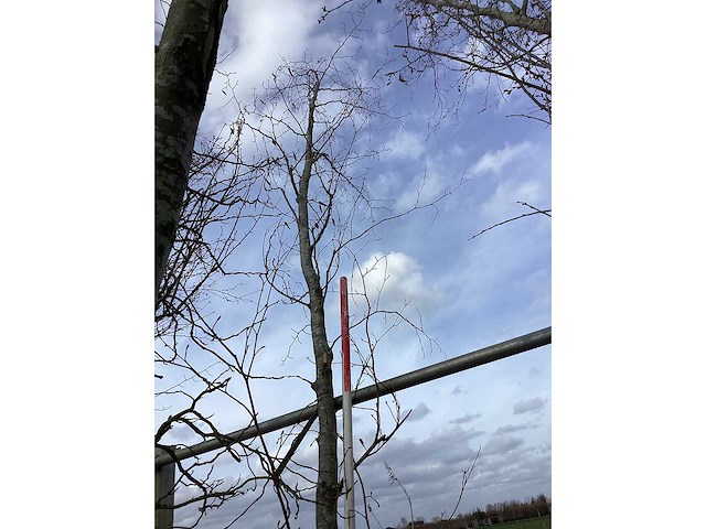 Groene beuk - vormboom - afbeelding 2 van  3