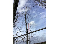 Groene beuk - vormboom - afbeelding 2 van  3