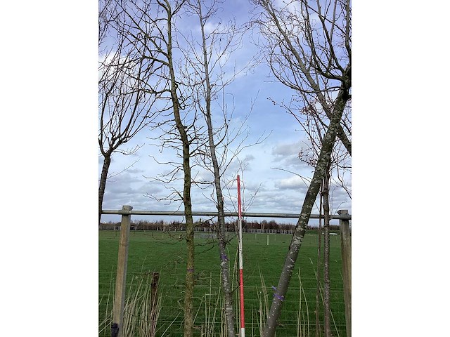 Groene beuk - vormboom - afbeelding 3 van  3