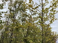 Groene beuk - vormboom