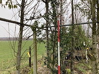 Groene hulst - groenblijvende boom - afbeelding 1 van  2