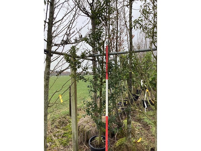 Groene hulst - groenblijvende boom - afbeelding 2 van  2