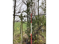 Groene hulst - groenblijvende boom - afbeelding 2 van  2