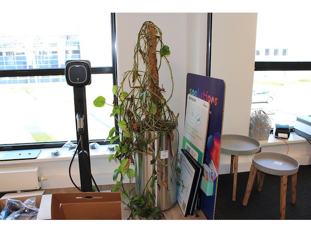 Groene plant in hydrocultuur pot. pothoogte 78 cm. - afbeelding 1 van  2