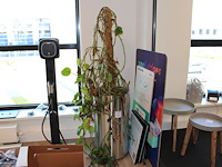 Groene plant in hydrocultuur pot. pothoogte 78 cm. - afbeelding 1 van  2