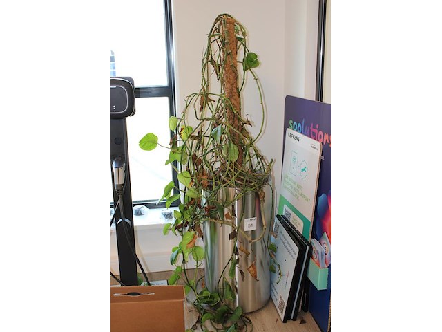 Groene plant in hydrocultuur pot. pothoogte 78 cm. - afbeelding 2 van  2