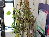 Groene plant in hydrocultuur pot. pothoogte 78 cm. - afbeelding 2 van  2