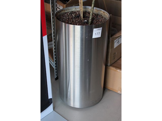 Groene plant in hydrocultuur pot. pothoogte 78 cm. - afbeelding 2 van  2