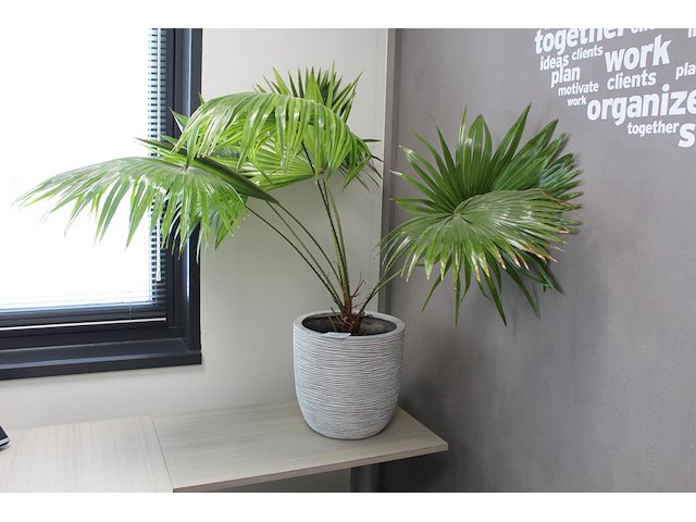 Groene plant in pot - afbeelding 1 van  2