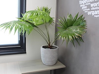 Groene plant in pot - afbeelding 1 van  2