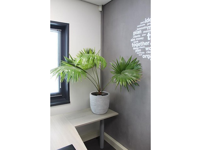 Groene plant in pot - afbeelding 2 van  2