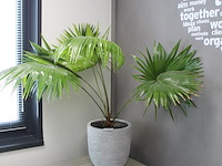 Groene plant in pot - afbeelding 2 van  2