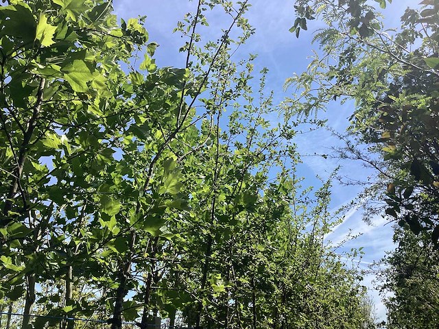 Groene sierappel - laanbomen (10x) - afbeelding 1 van  2