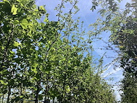 Groene sierappel - laanbomen (10x) - afbeelding 1 van  2